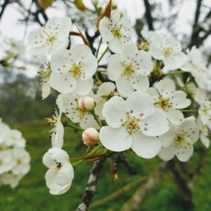 Tour khám phá mùa hoa