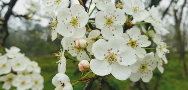 Tour khám phá mùa hoa