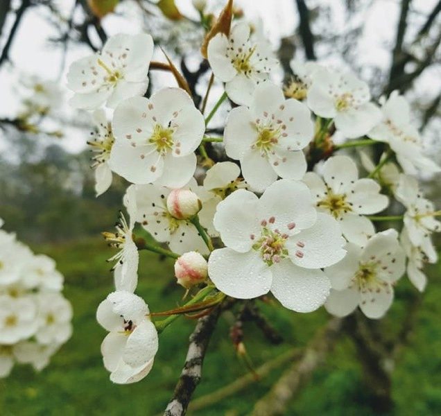 Tour khám phá mùa hoa