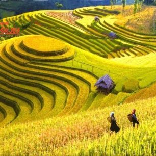 Tour du lịch mùa lúa chín