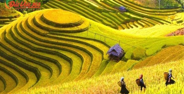 Tour du lịch mùa lúa chín