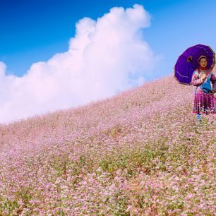 Tour du lịch mùa hoa Tam Giác Mạch