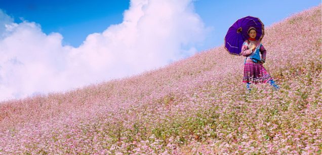 Tour du lịch mùa hoa Tam Giác Mạch