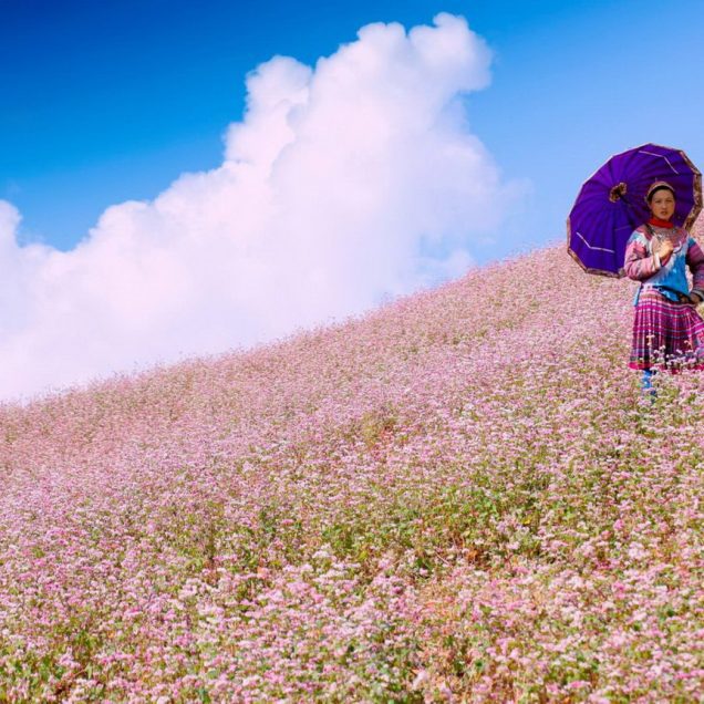 Tour du lịch mùa hoa Tam Giác Mạch