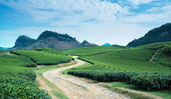 Tour Mộc Châu 2 ngày 1 đêm