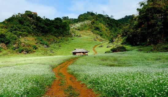 Tour Mộc Châu 2 ngày 1 đêm